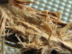 (Dwarf Periodical Cicada) eggs (Dwarf Periodical Cicada) eggs