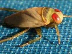 (Backswimmer) dorsal (Backswimmer) dorsal