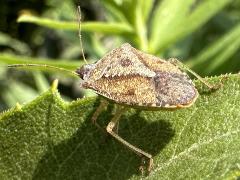 (Brown Stink Bug) dorsal (Brown Stink Bug) dorsal