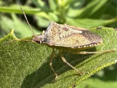 (Brown Stink Bug) lateral (Brown Stink Bug) lateral