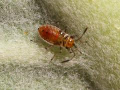 (Lygaeinae Seed Bug) nymph (Lygaeinae Seed Bug) nymph