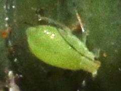 (Aphididae Aphid) dorsal (Aphididae Aphid) dorsal