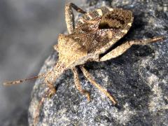 (Sordidus Leaf-footed Bug) dorsal (Sordidus Leaf-footed Bug) dorsal