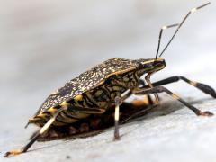 (Yellow-spotted Stink Bug) lateral (Yellow-spotted Stink Bug) lateral