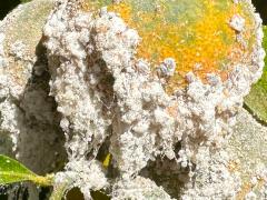 (Cochineal Scale Bug) on Citrus (Cochineal Scale Bug) on Citrus
