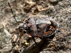 (Fibulata Stink Bug) dorsal (Fibulata Stink Bug) dorsal