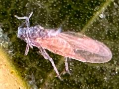 (Aphididae Aphid) dorsal on Linden (Aphididae Aphid) dorsal on Linden