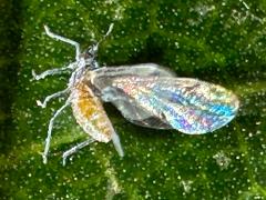 (Aphididae Aphid) lateral on Linden (Aphididae Aphid) lateral on Linden