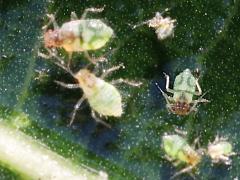 (Aphidinae Aphid) dorsal on Linden (Aphidinae Aphid) dorsal on Linden