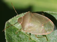 (Heegeri Stink Bug) dorsal (Heegeri Stink Bug) dorsal