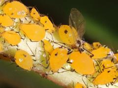 (Oleander Aphid) on Mastic (Oleander Aphid) on Mastic