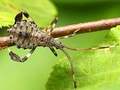 (Terminalis Leaf-footed Bug) nymph (Terminalis Leaf-footed Bug) nymph