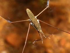 (Common Water Strider) dorsal (Common Water Strider) dorsal