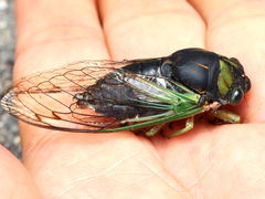 (Swamp Cicada) male (Swamp Cicada) male