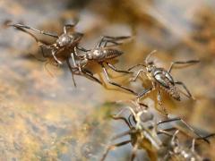 (Smaller Water Strider) dorsal (Smaller Water Strider) dorsal