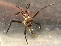 (Smaller Water Strider) female dish (Smaller Water Strider) female dish