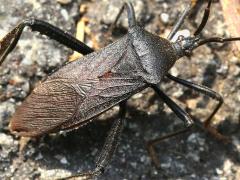 (Terminalis Leaf-footed Bug) dorsal (Terminalis Leaf-footed Bug) dorsal