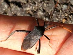 (Terminalis Leaf-footed Bug) hand (Terminalis Leaf-footed Bug) hand