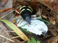 (Swamp Cicada) (Eastern Cicada Killer) drags (Swamp Cicada) (Eastern Cicada Killer) drags