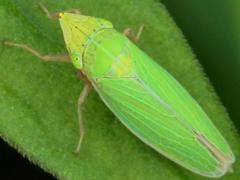 (Sharpshooter Leafhopper) dorsal (Sharpshooter Leafhopper) dorsal