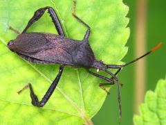 (Terminalis Leaf-footed Bug) dorsal (Terminalis Leaf-footed Bug) dorsal