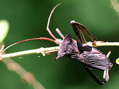 (Giant Leaf-footed Bug) dorsal (Giant Leaf-footed Bug) dorsal