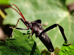 (Giant Leaf-footed Bug) lateral (Giant Leaf-footed Bug) lateral