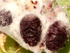 (American Cochineal Bug) trio (American Cochineal Bug) trio