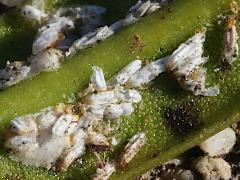 (Cycad Aulacaspis Scale) on Sago Cycad (Cycad Aulacaspis Scale) on Sago Cycad