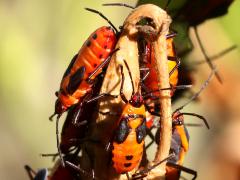 (Large Milkweed Bug) nymphs (Large Milkweed Bug) nymphs
