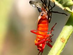 (Large Milkweed Bug) molting bottom (Large Milkweed Bug) molting bottom