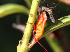 (Large Milkweed Bug) molting profile (Large Milkweed Bug) molting profile
