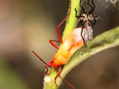 (Large Milkweed Bug) molting top (Large Milkweed Bug) molting top