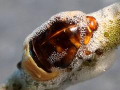 (Clastoptera Spittlebug) nymph dorsal (Clastoptera Spittlebug) nymph dorsal