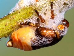 (Clastoptera Spittlebug) nymph profile (Clastoptera Spittlebug) nymph profile
