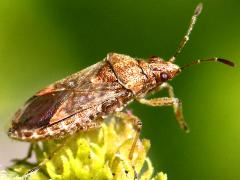 (Neortholomus Seed Bug) lateral (Neortholomus Seed Bug) lateral