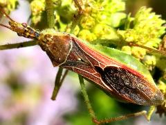 (Leafhopper Assassin Bug) dorsal (Leafhopper Assassin Bug) dorsal
