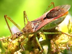 (Leafhopper Assassin Bug) lateral (Leafhopper Assassin Bug) lateral