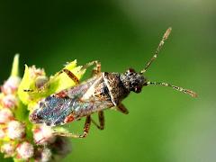 (Neortholomus Seed Bug) dorsal (Neortholomus Seed Bug) dorsal