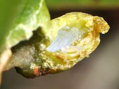 (Red Bay Psyllid) open gall on Redbay (Red Bay Psyllid) open gall on Redbay