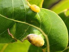 (Red Bay Psyllid) upperside gall on Redbay (Red Bay Psyllid) upperside gall on Redbay