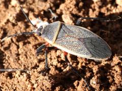 (California Bordered Plant Bug) dorsal (California Bordered Plant Bug) dorsal