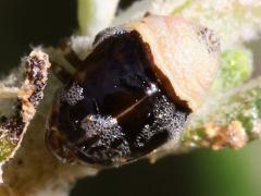 (Clastoptera Spittlebug) dorsal (Clastoptera Spittlebug) dorsal