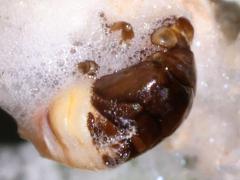 (Clastoptera Spittlebug) foam (Clastoptera Spittlebug) foam