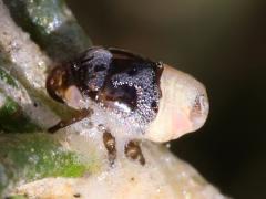 (Clastoptera Spittlebug) frontal (Clastoptera Spittlebug) frontal
