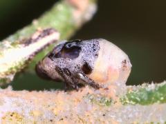 (Clastoptera Spittlebug) lateral (Clastoptera Spittlebug) lateral