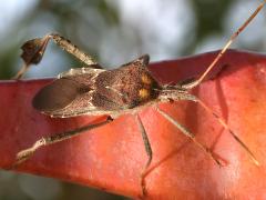 (Western Leaf-footed Bug) dorsal (Western Leaf-footed Bug) dorsal