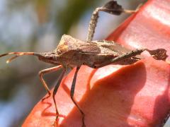 (Western Leaf-footed Bug) frontal (Western Leaf-footed Bug) frontal