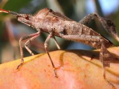 (Western Leaf-footed Bug) lateral (Western Leaf-footed Bug) lateral