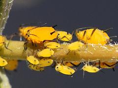 (Oleander Aphid) on Rush Milkweed (Oleander Aphid) on Rush Milkweed